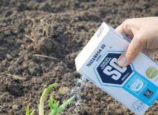 Nikad ne sadite bijeli luk bez ovoga. GLAVICE ĆE BITI ZDRAVE I KRUPNE Nikad ne sadite bijeli luk bez ovoga. GLAVICE ĆE BITI ZDRAVE I KRUPNE - featured image