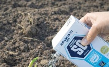 Nikad ne sadite bijeli luk bez ovoga. GLAVICE ĆE BITI ZDRAVE I KRUPNE Nikad ne sadite bijeli luk bez ovoga. GLAVICE ĆE BITI ZDRAVE I KRUPNE - featured image