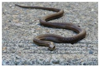 Evo čega se zmije najviše plaše: Ovo stavite u dvorište na proljeće i zaštitite kuću Evo čega se zmije najviše plaše: Ovo stavite u dvorište na proljeće i zaštitite kuću - featured image