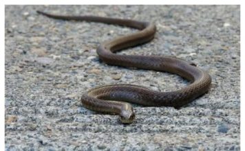 Evo čega se zmije najviše plaše: Ovo stavite u dvorište na proljeće i zaštitite kuću Evo čega se zmije najviše plaše: Ovo stavite u dvorište na proljeće i zaštitite kuću - featured image