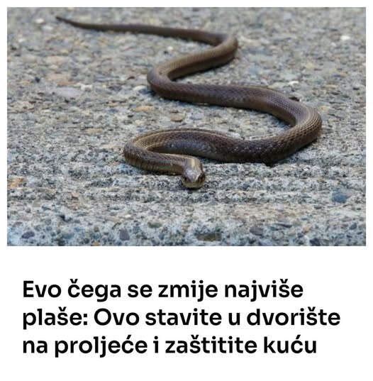 Evo čega se zmije najviše plaše: Ovo stavite u dvorište na proljeće i zaštitite kuću - featured image