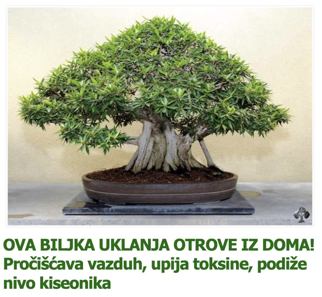 OVA BILJKA UKLANJA OTROVE IZ DOMA! Pročišćava vazduh, upija toksine, podiže nivo kiseonika - featured image
