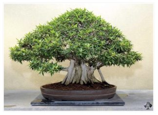 OVA BILJKA UKLANJA OTROVE IZ DOMA! Pročišćava vazduh, upija toksine, podiže nivo kiseonika OVA BILJKA UKLANJA OTROVE IZ DOMA! Pročišćava vazduh, upija toksine, podiže nivo kiseonika - featured image