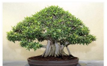 OVA BILJKA UKLANJA OTROVE IZ DOMA! Pročišćava vazduh, upija toksine, podiže nivo kiseonika OVA BILJKA UKLANJA OTROVE IZ DOMA! Pročišćava vazduh, upija toksine, podiže nivo kiseonika - featured image