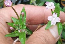 NAJVEĆI MUŠKI ZDRAVSTVENI PROBLEM: Ovo je najbolji prirodni lijek za prostatu na svijetu… NAJVEĆI MUŠKI ZDRAVSTVENI PROBLEM: Ovo je najbolji prirodni lijek za prostatu na svijetu… - featured image