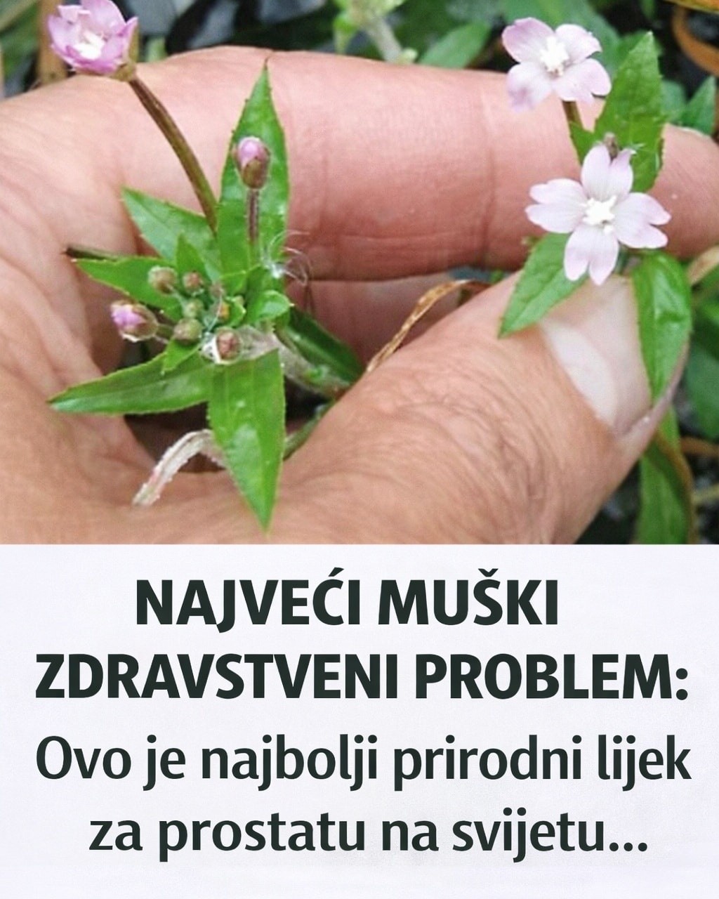 NAJVEĆI MUŠKI ZDRAVSTVENI PROBLEM: Ovo je najbolji prirodni lijek za prostatu na svijetu… - featured image