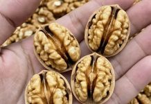 Ljekari otkrivaju: Šta jedenje oraha može učiniti za vaše zdravlje Ljekari otkrivaju: Šta jedenje oraha može učiniti za vaše zdravlje - featured image