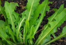 Ako pojedete jedan list ove biljke možete da spasite sebi život! Evo kako se koristi da bi u narednoj minuti mogao djelovati… Ako pojedete jedan list ove biljke možete da spasite sebi život! Evo kako se koristi da bi u narednoj minuti mogao djelovati… - featured image