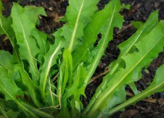 Ako pojedete jedan list ove biljke možete da spasite sebi život! Evo kako se koristi da bi u narednoj minuti mogao djelovati… Ako pojedete jedan list ove biljke možete da spasite sebi život! Evo kako se koristi da bi u narednoj minuti mogao djelovati… - featured image