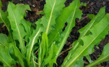 Ako pojedete jedan list ove biljke možete da spasite sebi život! Evo kako se koristi da bi u narednoj minuti mogao djelovati… Ako pojedete jedan list ove biljke možete da spasite sebi život! Evo kako se koristi da bi u narednoj minuti mogao djelovati… - featured image