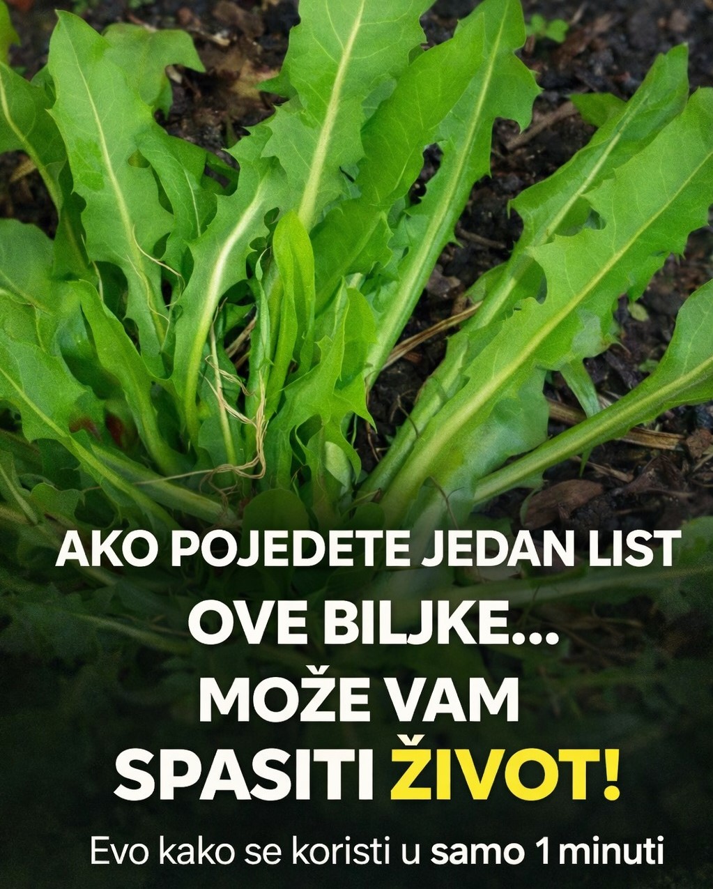 Ako pojedete jedan list ove biljke možete da spasite sebi život! Evo kako se koristi da bi u narednoj minuti mogao djelovati… - featured image Ako pojedete jedan list ove biljke možete da spasite sebi život! Evo kako se koristi da bi u narednoj minuti mogao djelovati… - featured image