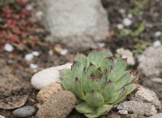Moćan prirodni lijek od čuvarkuće: Uništava opasnu bakteriju u želucu, spriječava nadimanje i čuva zdravlje stomaka Moćan prirodni lijek od čuvarkuće: Uništava opasnu bakteriju u želucu, spriječava nadimanje i čuva zdravlje stomaka - featured image