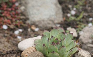 Moćan prirodni lijek od čuvarkuće: Uništava opasnu bakteriju u želucu, spriječava nadimanje i čuva zdravlje stomaka Moćan prirodni lijek od čuvarkuće: Uništava opasnu bakteriju u želucu, spriječava nadimanje i čuva zdravlje stomaka - featured image