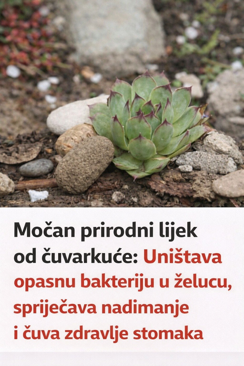 Moćan prirodni lijek od čuvarkuće: Uništava opasnu bakteriju u želucu, spriječava nadimanje i čuva zdravlje stomaka - featured image