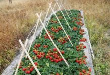 Jagode kao iz snova: Trik koji garantuje punu gredicu plodova! Jagode kao iz snova: Trik koji garantuje punu gredicu plodova! - featured image