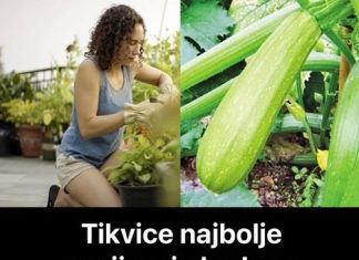 Tikvice najbolje uspijevaju kada se posade u kante ili saksije: Evo kako da ih gajite na balkonu Tikvice najbolje uspijevaju kada se posade u kante ili saksije: Evo kako da ih gajite na balkonu - featured image