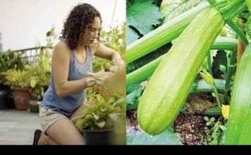 Tikvice najbolje uspijevaju kada se posade u kante ili saksije: Evo kako da ih gajite na balkonu Tikvice najbolje uspijevaju kada se posade u kante ili saksije: Evo kako da ih gajite na balkonu - featured image