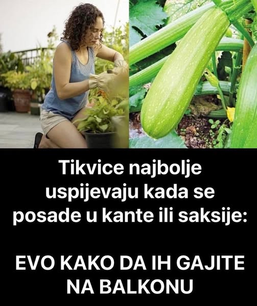 Tikvice najbolje uspijevaju kada se posade u kante ili saksije: Evo kako da ih gajite na balkonu - featured image Tikvice najbolje uspijevaju kada se posade u kante ili saksije: Evo kako da ih gajite na balkonu - featured image