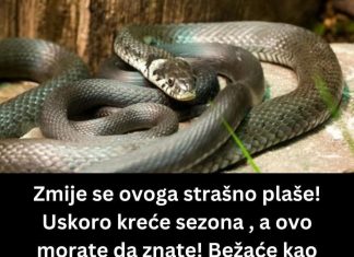 ZMIJE SE SAMO OVOGA KRVNIČKI PLAŠE! Čim to OSETE BEŽE KAO LUDE! Nikada se NEĆE VRATITI, Srbi, SAMO U TOME JE SPAS! ZMIJE SE SAMO OVOGA KRVNIČKI PLAŠE! Čim to OSETE BEŽE KAO LUDE! Nikada se NEĆE VRATITI, Srbi, SAMO U TOME JE SPAS! - featured image