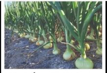 LUKA ĆE BITI KAO U PRIČI, SAMO AKO OVU BILJKU POSADITE PORED: Niste ni svjesni kako će se UROD UDUPLAT! LUKA ĆE BITI KAO U PRIČI, SAMO AKO OVU BILJKU POSADITE PORED: Niste ni svjesni kako će se UROD UDUPLAT! - featured image