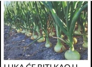 LUKA ĆE BITI KAO U PRIČI, SAMO AKO OVU BILJKU POSADITE PORED: Niste ni svjesni kako će se UROD UDUPLAT! LUKA ĆE BITI KAO U PRIČI, SAMO AKO OVU BILJKU POSADITE PORED: Niste ni svjesni kako će se UROD UDUPLAT! - featured image