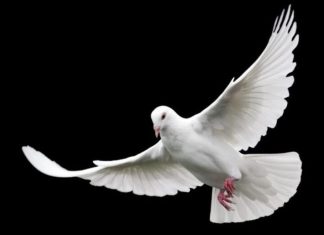 TEST: Odaberi jednog goluba i saznaj kakvu poruku ti nose naredna 3 dana 🕊✨ TEST: Odaberi jednog goluba i saznaj kakvu poruku ti nose naredna 3 dana 🕊✨ - featured image