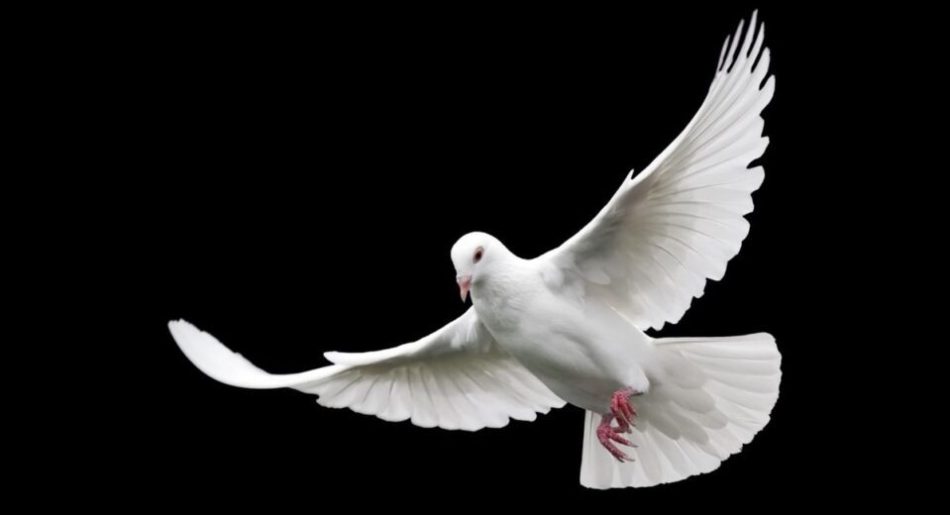 TEST: Odaberi jednog goluba i saznaj kakvu poruku ti nose naredna 3 dana 🕊✨ - featured image