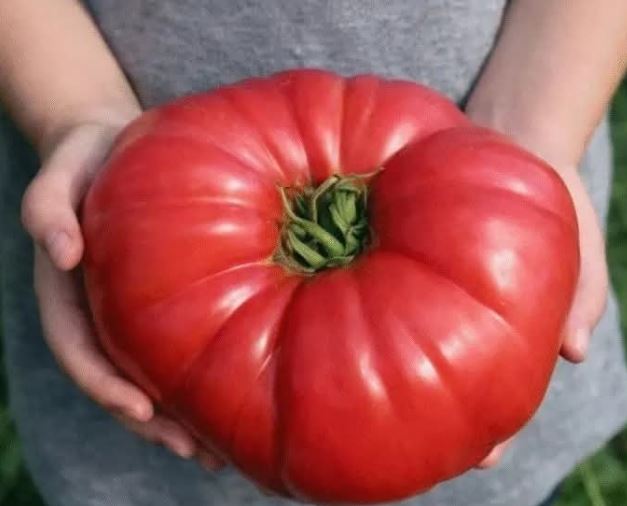 ODLUČILA JE OTKRITI SVOJU TAJNU: Ako poslušate savjet paradajz u vašoj bašti će nicati kao lud i biće PREUKUSAN…. - featured image