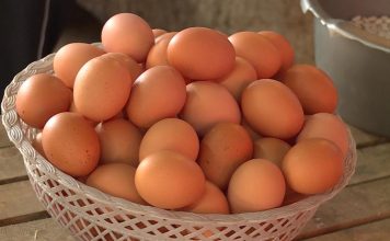 Sedmodnevni eksperiment s jajima: Šta se desilo kada je svakog jutra jela po tri jaja? Sedmodnevni eksperiment s jajima: Šta se desilo kada je svakog jutra jela po tri jaja? - featured image