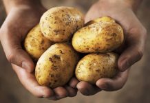 KROMPIR MOŽE BITI VEOMA OPASAN KADA IZGLEDA OVAKO: U ovoj situaciji je bolje da ga bacite, nego da ga pojedete KROMPIR MOŽE BITI VEOMA OPASAN KADA IZGLEDA OVAKO: U ovoj situaciji je bolje da ga bacite, nego da ga pojedete - featured image