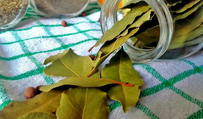 Nema više smrada u kući: TRIK sa lovorovim listom bez kojeg više nikada nećete imati problema! - featured image