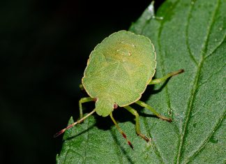 Smrdibube su se ove godine namnožile i svuda su: Savršen TRIK da ih se riješite u stanu, na balkonu i na terasi! Smrdibube su se ove godine namnožile i svuda su: Savršen TRIK da ih se riješite u stanu, na balkonu i na terasi! - featured image