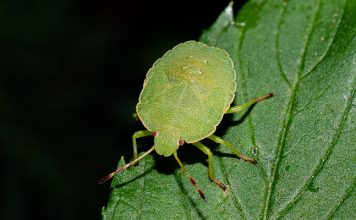 Smrdibube su se ove godine namnožile i svuda su: Savršen TRIK da ih se riješite u stanu, na balkonu i na terasi! Smrdibube su se ove godine namnožile i svuda su: Savršen TRIK da ih se riješite u stanu, na balkonu i na terasi! - featured image