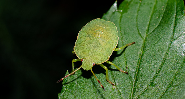 Smrdibube su se ove godine namnožile i svuda su: Savršen TRIK da ih se riješite u stanu, na balkonu i na terasi! - featured image Smrdibube su se ove godine namnožile i svuda su: Savršen TRIK da ih se riješite u stanu, na balkonu i na terasi! - featured image