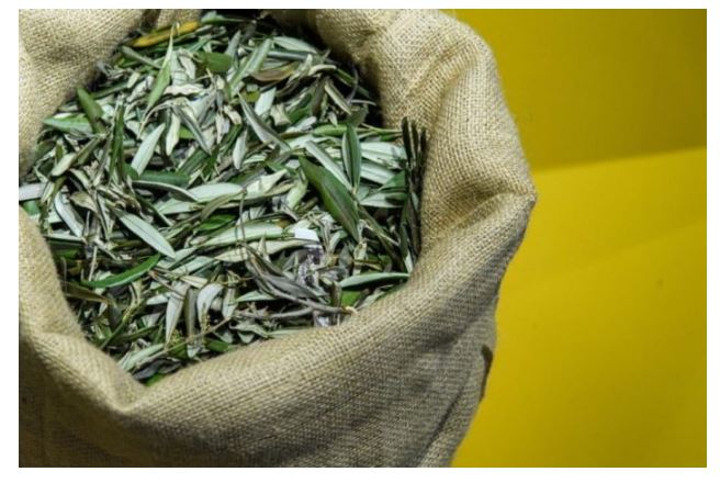 U BIBLIJI SE SPOMINJE 1000 PUTA: Skuhajte čaj koji pomaže kod liječenja od najtežih bolesti! - featured image U BIBLIJI SE SPOMINJE 1000 PUTA: Skuhajte čaj koji pomaže kod liječenja od najtežih bolesti! - featured image