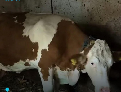 “Ovo se nije ranije desilo”: Čudo potreslo Srbiju: Krava Beba šokirala sve - featured image