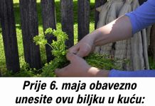 AKO OVO NISTE URADILI PRIJE 6. MAJA, KAŽU DA GUBITE SREĆU: Obavezno unesite biljku u dom AKO OVO NISTE URADILI PRIJE 6. MAJA, KAŽU DA GUBITE SREĆU: Obavezno unesite biljku u dom - featured image
