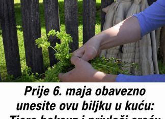 AKO OVO NISTE URADILI PRIJE 6. MAJA, KAŽU DA GUBITE SREĆU: Obavezno unesite biljku u dom AKO OVO NISTE URADILI PRIJE 6. MAJA, KAŽU DA GUBITE SREĆU: Obavezno unesite biljku u dom - featured image