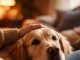 Nije slučajno: Šta vam pas želi poručiti kada vam stavi glavu u krilo? Nije slučajno: Šta vam pas želi poručiti kada vam stavi glavu u krilo? - featured image