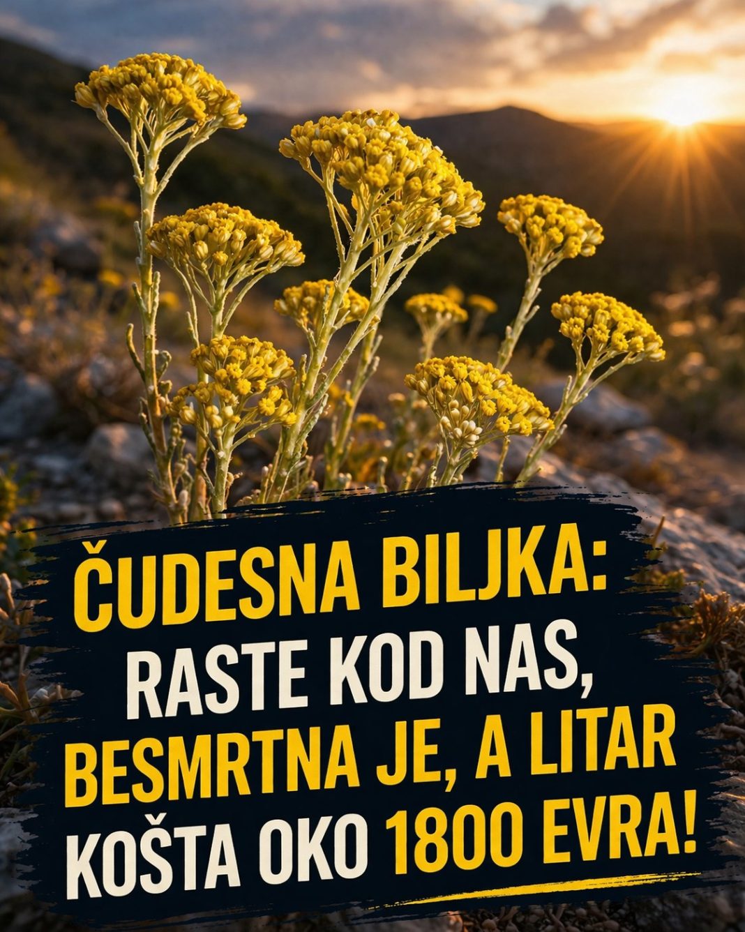 ČUDESNA BILJKA: Raste kod nas, besmrtna je, a litar košta oko 1800 evra! - featured image