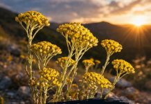 ČUDESNA BILJKA: Raste kod nas, besmrtna je, a litar košta oko 1800 evra! ČUDESNA BILJKA: Raste kod nas, besmrtna je, a litar košta oko 1800 evra! - featured image