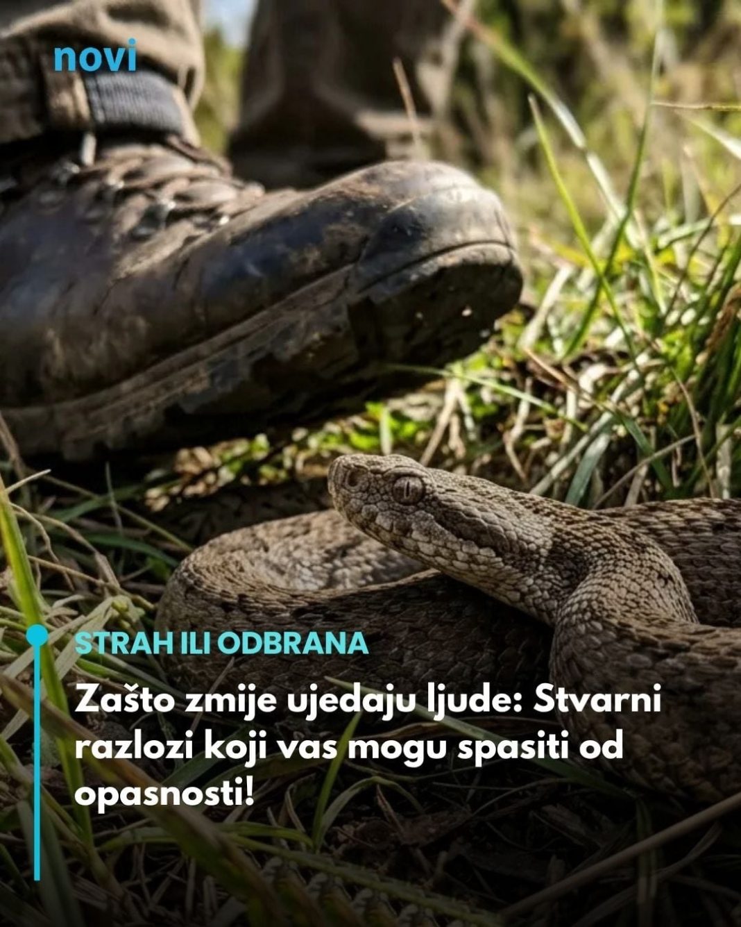 Zašto zmije ujedaju ljude: Stvarni razlozi koji vas mogu spasiti od opasnosti! - featured image Zašto zmije ujedaju ljude: Stvarni razlozi koji vas mogu spasiti od opasnosti! - featured image