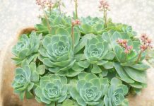 RECEPT SA ČUVARKUĆOM KOJI SVAKA ŽENA TREBA DA ZNA RECEPT SA ČUVARKUĆOM KOJI SVAKA ŽENA TREBA DA ZNA - featured image