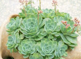 RECEPT SA ČUVARKUĆOM KOJI SVAKA ŽENA TREBA DA ZNA RECEPT SA ČUVARKUĆOM KOJI SVAKA ŽENA TREBA DA ZNA - featured image