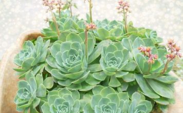 RECEPT SA ČUVARKUĆOM KOJI SVAKA ŽENA TREBA DA ZNA RECEPT SA ČUVARKUĆOM KOJI SVAKA ŽENA TREBA DA ZNA - featured image