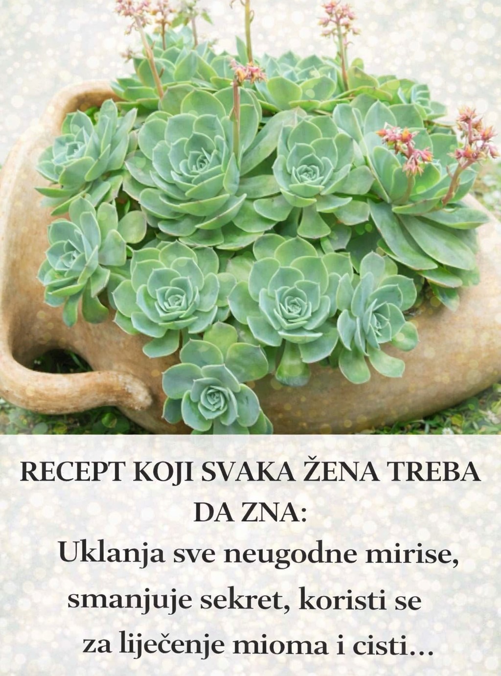 RECEPT SA ČUVARKUĆOM KOJI SVAKA ŽENA TREBA DA ZNA - featured image