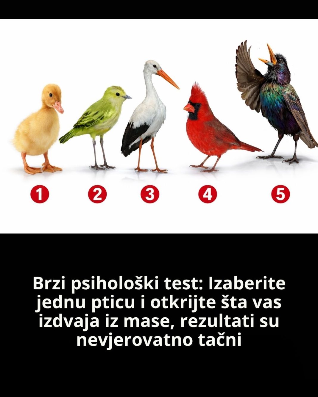 Brzi psihološki test: Izaberite jednu pticu i otkrijte šta vas izdvaja iz mase, rezultati su nevjerovatno tačni - featured image