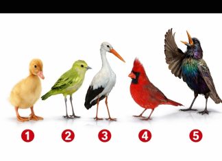 Brzi psihološki test: Izaberite jednu pticu i otkrijte šta vas izdvaja iz mase, rezultati su nevjerovatno tačni Brzi psihološki test: Izaberite jednu pticu i otkrijte šta vas izdvaja iz mase, rezultati su nevjerovatno tačni - featured image