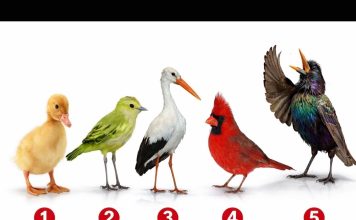 Brzi psihološki test: Izaberite jednu pticu i otkrijte šta vas izdvaja iz mase, rezultati su nevjerovatno tačni Brzi psihološki test: Izaberite jednu pticu i otkrijte šta vas izdvaja iz mase, rezultati su nevjerovatno tačni - featured image