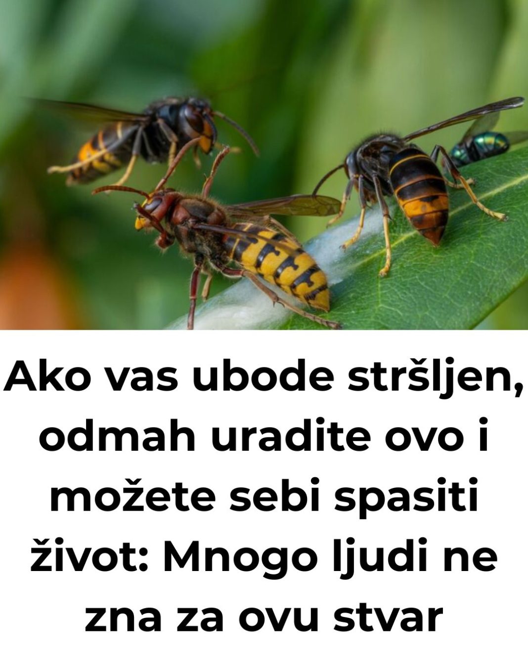 Ako vas ubode stršljen, odmah uradite ovo i možete sebi spasiti život: Mnogo ljudi ne zna za ovu stvar - featured image